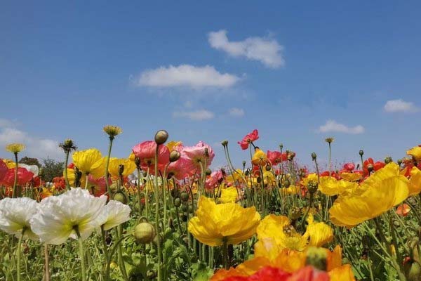 2021上海周浦花海光影展門票多少錢-時間-交通