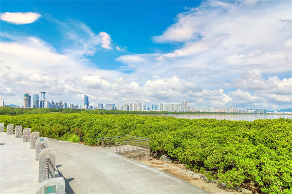 紅樹林海濱生態(tài)公園