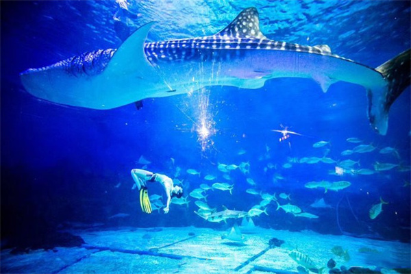 青島水族館