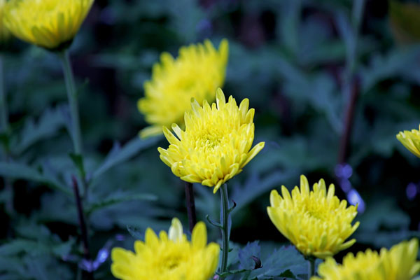 2021年廣州羊城菊會(huì)在哪里