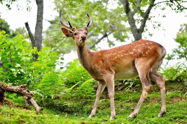 佛山西樵山影視城鹿島公園好玩嗎
